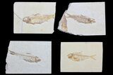 Lot: Cheap, to Green River Fossil Fish - Pieces #81411-2